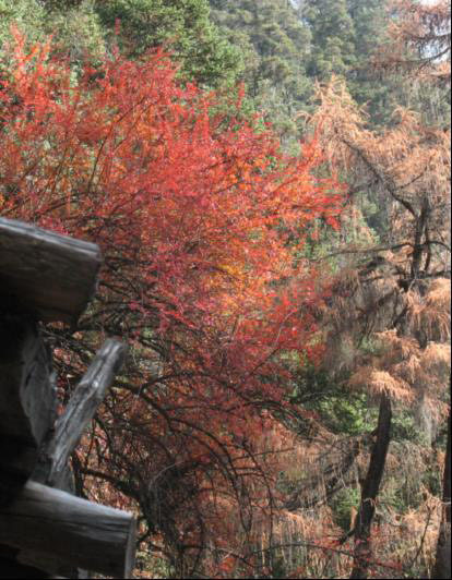 couleurs d'automne au Népal